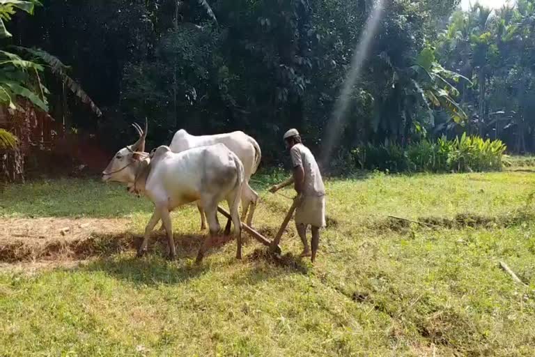 Kannur  Vasudevan Namboothiri  ox to plough  agriculture  Automobile  യന്ത്രങ്ങള്‍  കാർഷിക പഴമ  കര്‍ഷകന്‍  കാര്‍ഷിക ആവശ്യങ്ങള്‍  ഉഴവുകാള  വാസുദേവൻ നമ്പൂതിരി  കണ്ണൂര്‍  കന്നുകാലി