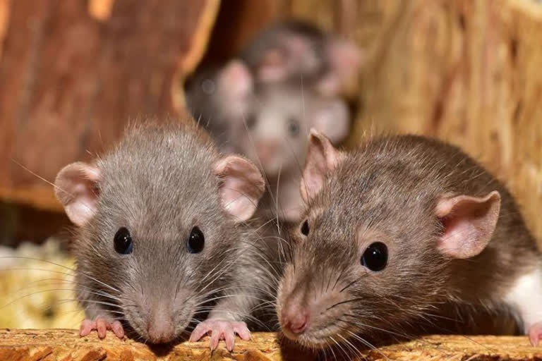 Rats nibbled cannabis in UP police warehouse  Rats nibbled 600 kg cannabis in UP police station  കഞ്ചാവ് എലി തിന്നു എന്ന്‌ യുപി പൊലീസ്  മഥുര പൊലീസ്  കഞ്ചാവ്  Rats nibbled cannabis in UP  Rats nibbled 581 kg cannabis in UP  Rats nibbled cannabis