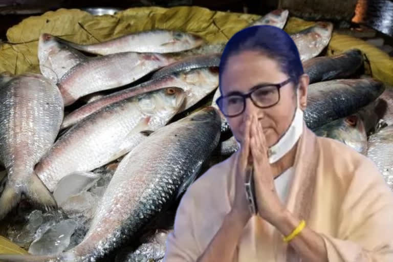 Mamata Banerjee wants Hilsa farming to be done here to decrease the dependability on Bangladesh