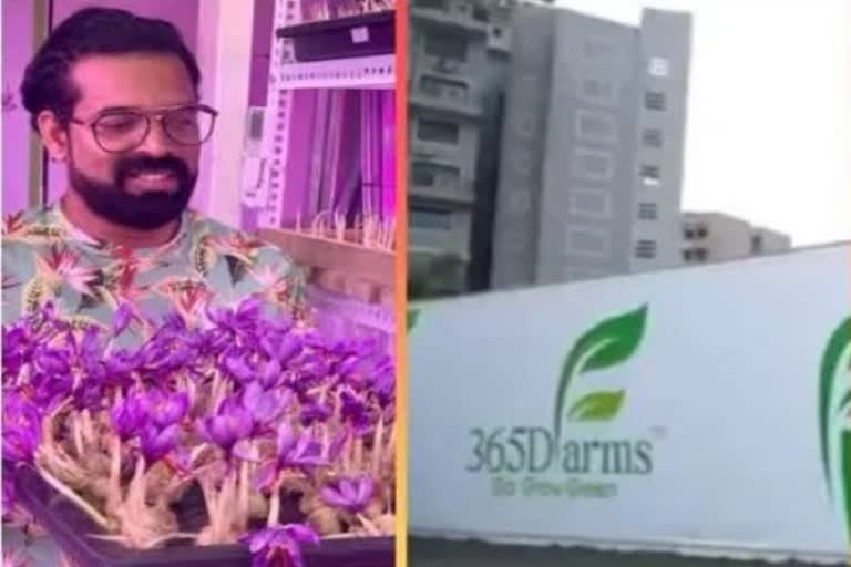 Container farming of saffron started in Pune