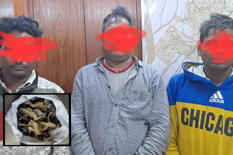 270-kilo-dried-tortoise-fat-recovered-and-three-arrested-in-malda