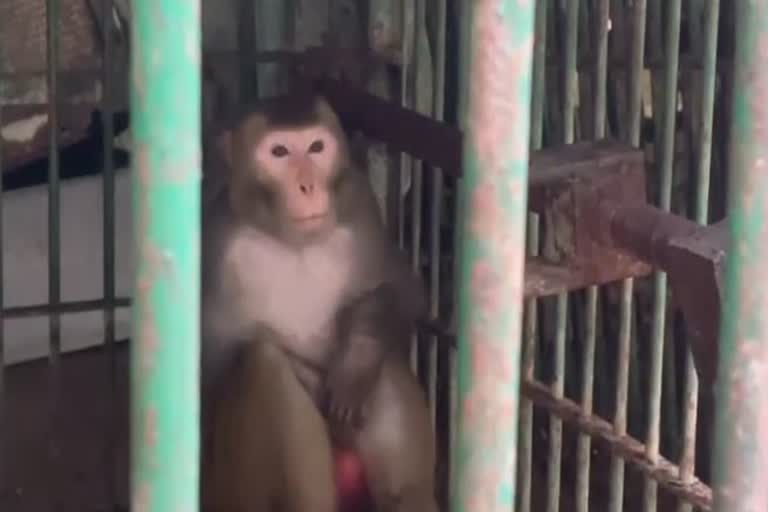 life imprisonment to a monkey named Kalia in Kanpur Zoo