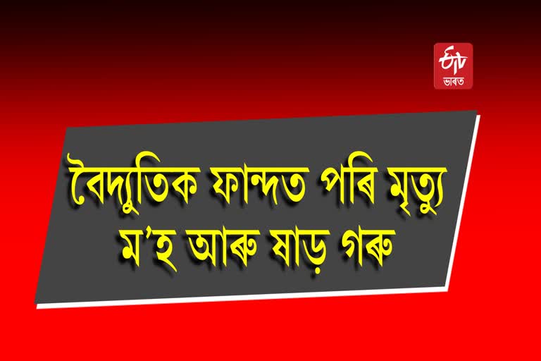 তেজপুৰত বিদ্যুৎস্পৃষ্ট হৈ পশুধনৰ মৃত্যু