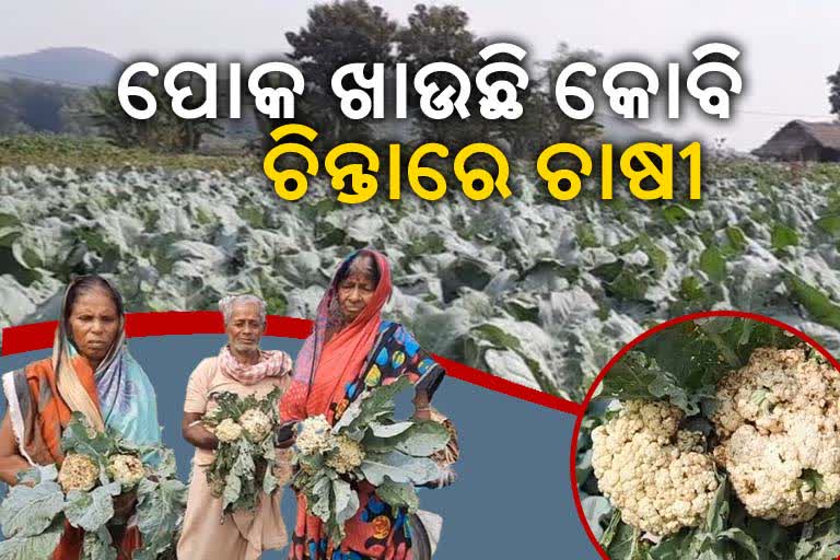 angul farmers in tension due to unknown insects damaging Cauliflower farm