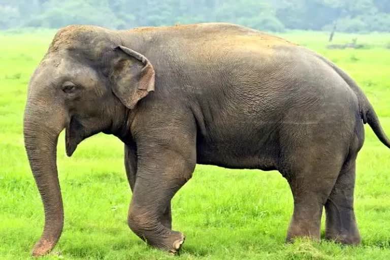 सरगुजा में हाथी ने महिला को कुचलकर मार डाला