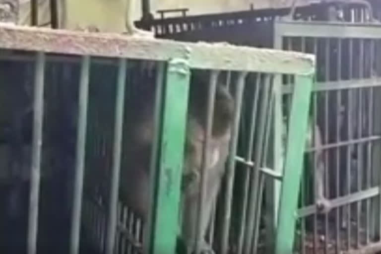 Ferocious Kalia monkey facing 'life term' at Kanpur zoo hospital
