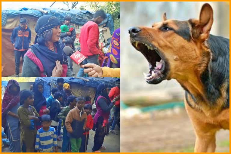 Terror of man eating dogs in Hamirpur