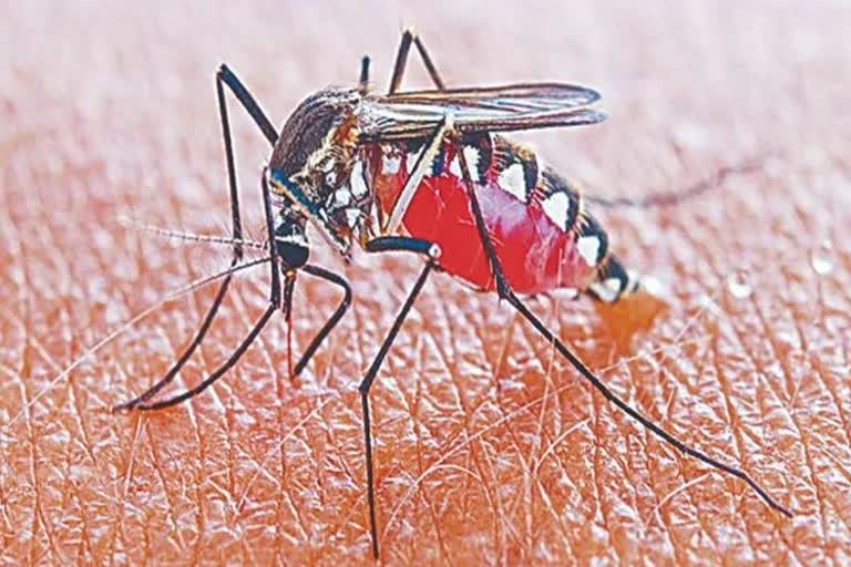 Dengue in Gwalior