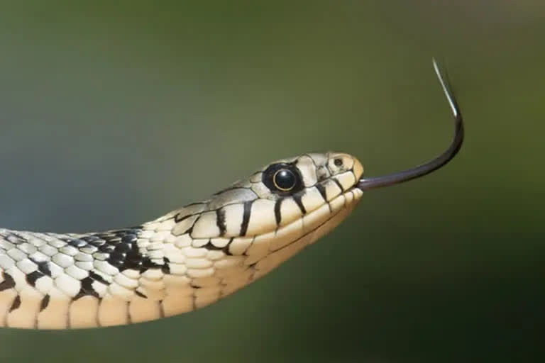 TN Erode man tongue removed after snakebite following astrologer advice