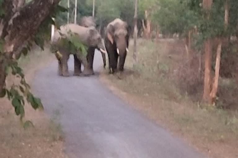 elephants spread panic in Dhamtari