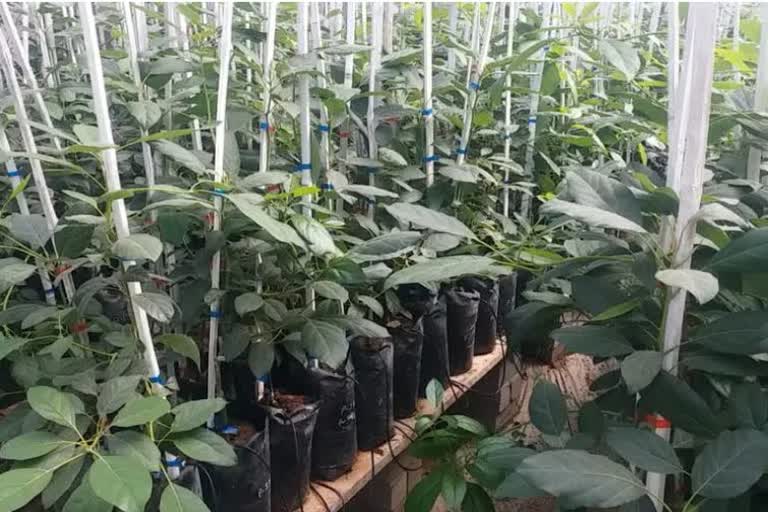 Avocado nursery formula hit