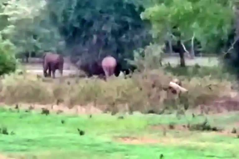 Task force will form to control elephant attack