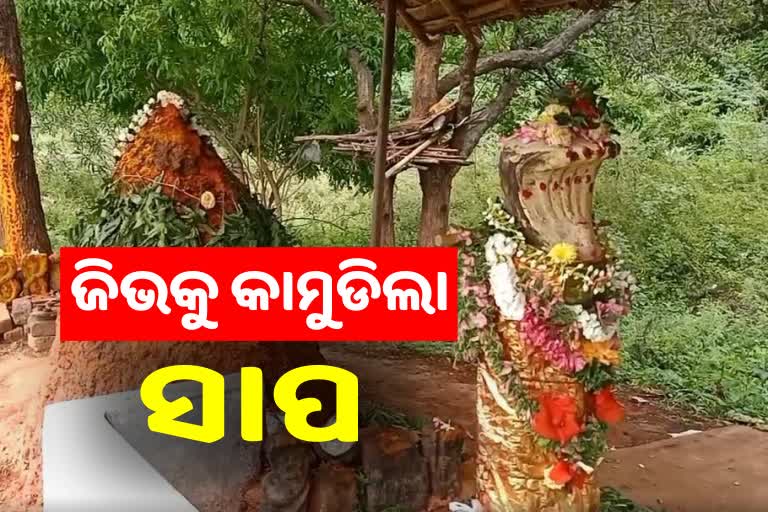 ପୂଜା କରିବା ବେଳେ ଅଘଟଣ, ବ୍ୟକ୍ତିଙ୍କ ଜିଭକୁ କାମୁଡିଲା ସାପ