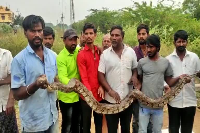 python-rescued-in-kalburgi