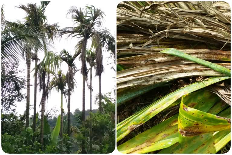 Etv Bharatfungal-disease-in-areca-nut-leaf-plantations-in-shivamogga