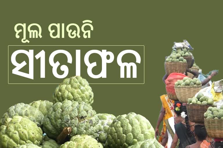 ଶାଗ ମାଛ ଦରରେ ବିକ୍ରି ହେଉଛି ପାହାଡି ସୀତାଫଳ, ହତାଶ ଆଦିବାସୀ