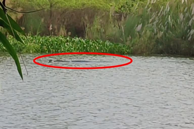 Tamil Nadu: Crocodile kills student