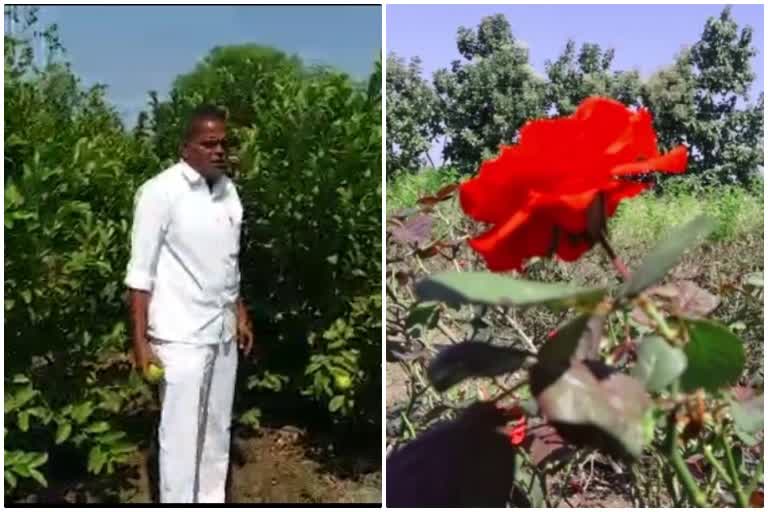 Gulab Farmer Earn Lakhs