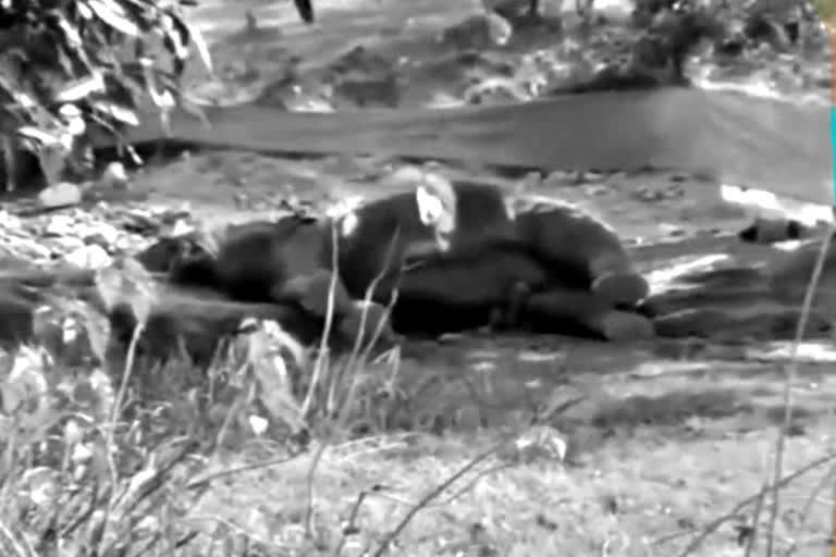 Chhattisgarh: Carcass of male elephant found in Surajpur