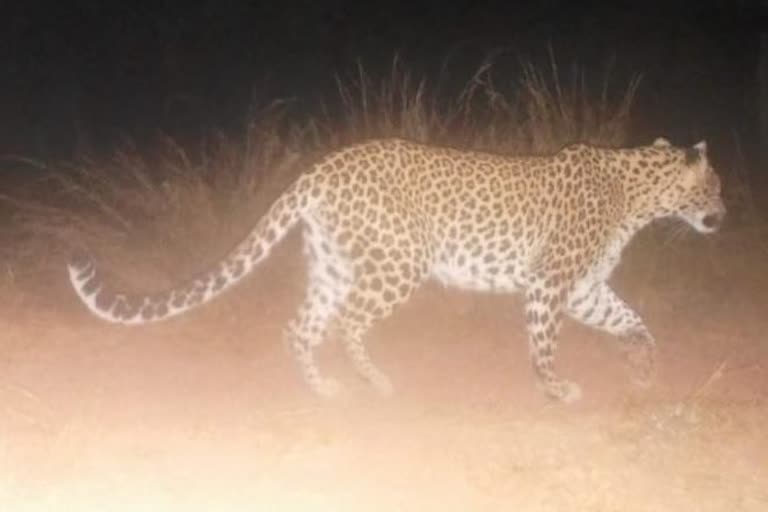 dreaded leopard came out of big enclosure