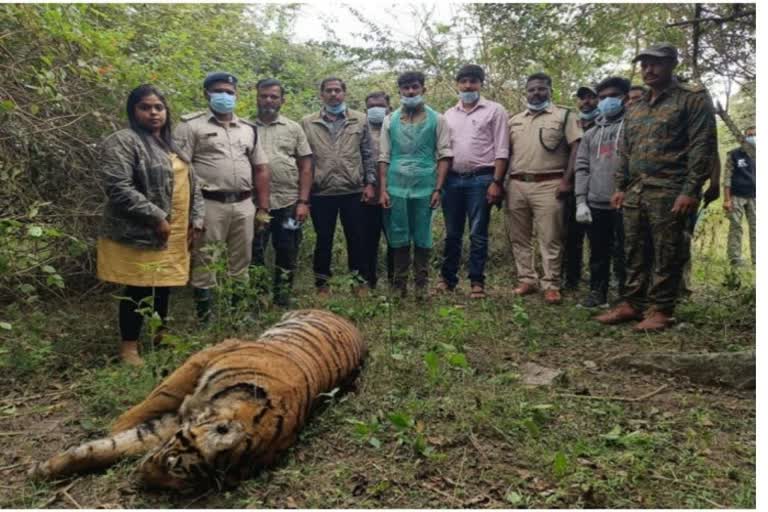 Tiger dies in fight with another tiger