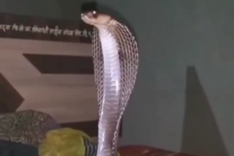 Cobra Snake