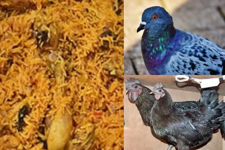 chicken-biryani-could-actually-be-pigeon-biryani- in-mumbai