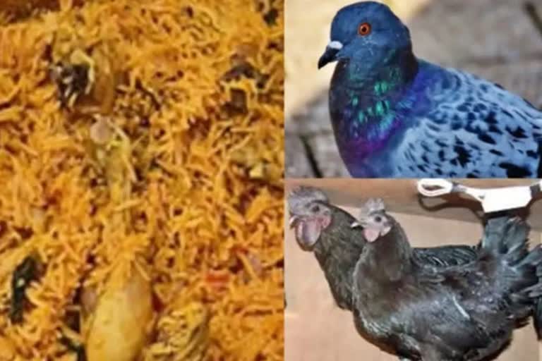 mumbai pigeons in chicken biryani case booked  Mumbai Rtd Captain cracks mystery behind pigeons  ബിരിയാണിയില്‍ ചിക്കന് പകരം പ്രാവ്  മുംബൈ  മുംബൈയില്‍ ചിക്കന്‍ ബിരിയാണിയില്‍ പ്രാവ്  വിമുക്ത ഭടന്‍ ഹരീഷ് ഗഗലാനി