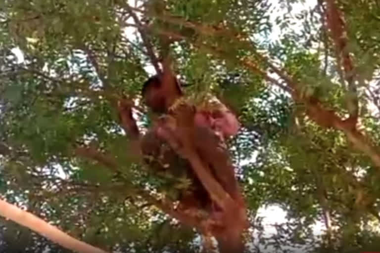 Rajasthan: Villagers climb trees in search of mobile network