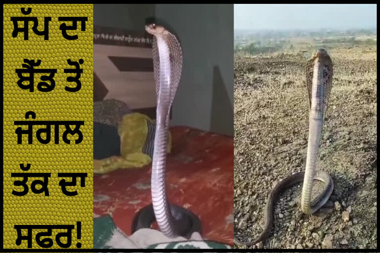 Cobra came out from house in Pakur