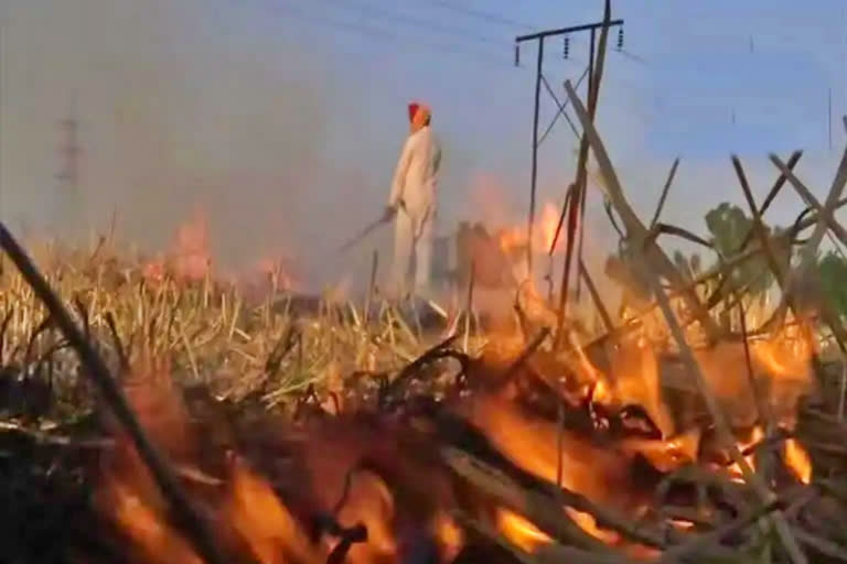 Punjab withdraws order on 'red entry' in land records for stubble burning