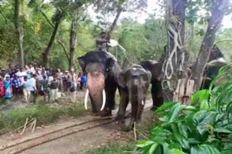 homicidal elephant was captured in the Kundra forest area of Chikmagalur