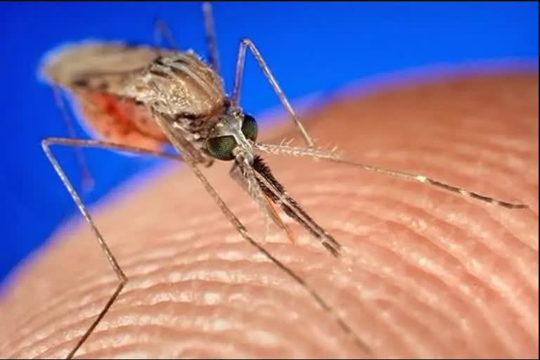 dangerous Asian tiger mosquito