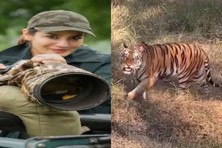 actress shared tiger video on social media