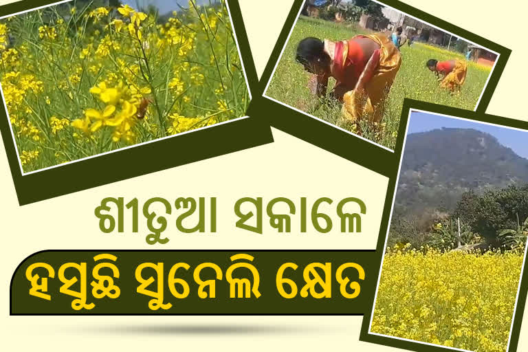 ମନ ମୋହୁଛି ସୁନେଲି ସୋରିଷ କ୍ଷେତ, ପାହାଡ଼ିଆ ଚାଷୀଙ୍କ ପାଇଁ ପାଲଟିଛି ରୋଜଗାରର ମାଧ୍ୟମ