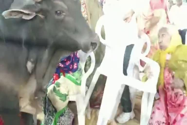 Rajasthan Chief Minister Gehlot accused the BJP of being behind the sending of the bull