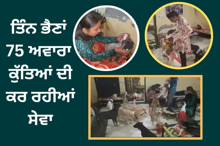 stray dogs take care by sister in amritsar, Amritsar news