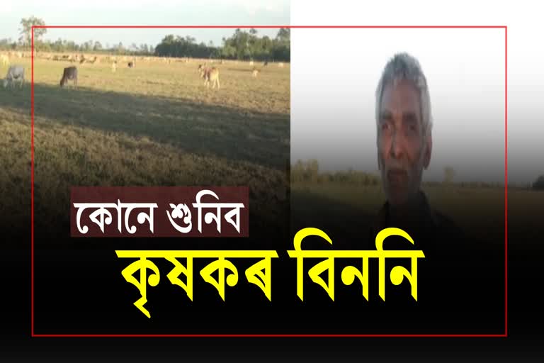 Elephants destroyed crops of farmers in rural areas of Majuli