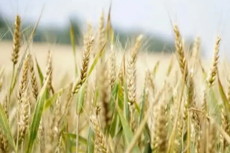 Two high-yielding varieties of wheat introduced in Himachal