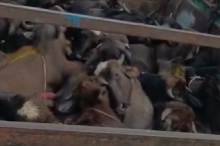 Alwar Cow Smuggling