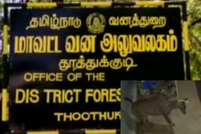 வனத்துறை அலட்சியத்தால் உயிரிழந்த மிளா