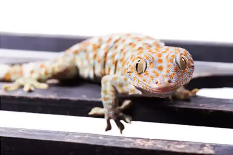 TOKAY GECKO LIZARD RECOVERED IN PURNEA