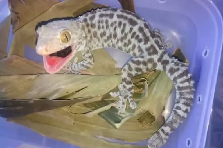 smuggling rare Tokay gecko lizard Bihar  Five arrested for smuggling rare Tokay gecko  Five arrested for smuggling rare Tokay gecko bihar  rare Tokay gecko lizard Bihar  അപൂര്‍വ ഇനം പല്ലിയുമായി 5 പേര്‍ പിടിയില്‍ ബിഹാര്‍  ടോക്കായ് ഗെക്കോ എന്ന പല്ലി  അപൂര്‍വ ഇനം പല്ലി  പല്ലി