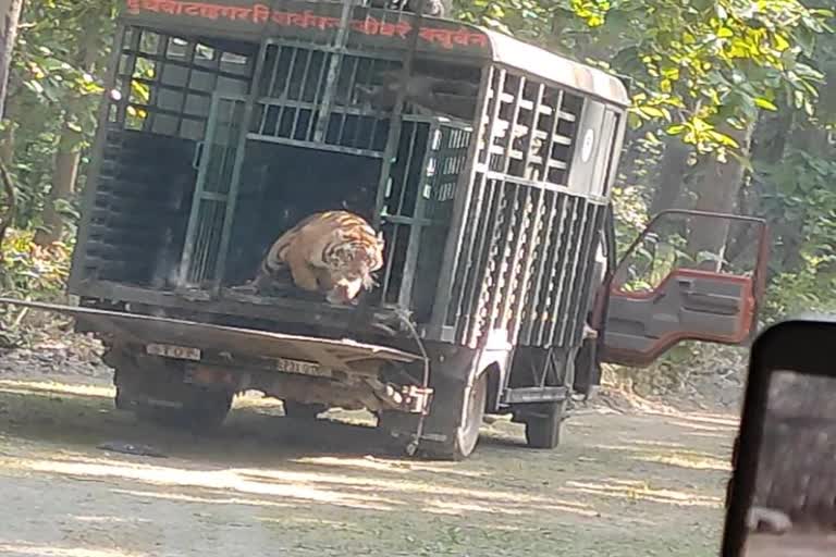 पिंजरे से निकलकर भागी बाघिन