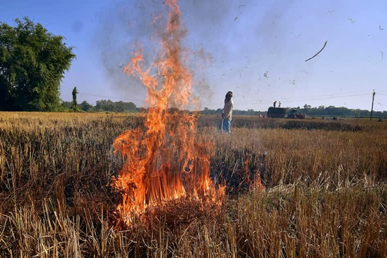 30 pc drop in stubble burning incidents in Punjab as compared to last year: Minister