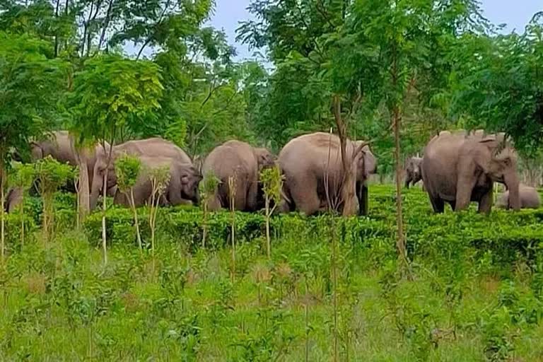 wild-elephant-destroyed-houses-in-tezpur