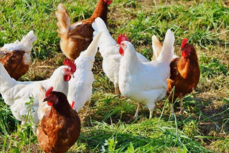 Case registered for killing chickens in Ambala in Haryana Ambala chickens Murder Case