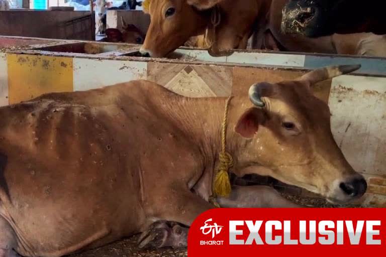 Lumpy virus turns epidemic in India killing over 500 cattle in West Bengal