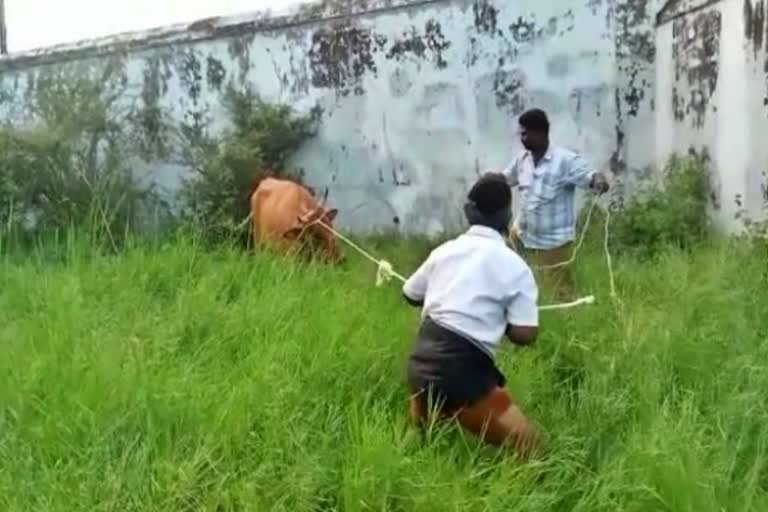 cow attack  mettupalayam  cow  cow attack near mettupalayam  coimbatore  coimbatore news  coimbatore latest news  மாடு  முட்டி தள்ளிய மாடு  சாலையில் சென்றவர்களை முட்டி தள்ளிய மாடு  மேட்டுப்பாளையம்  மேட்டுப்பாளையம்  கோயம்புத்தூர்