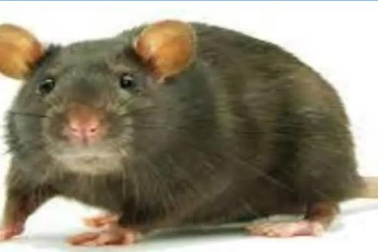 बदायूं में मारे गए चूहे की आई पोस्टमार्टम रिपोर्ट